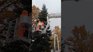 Hier kommt der Weihnachtsbaum Eine Edeltanne für den Bayreuther Marktplatz [upl. by Vories254]