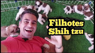 Filhotes de shih tzu brincando [upl. by Lemon]