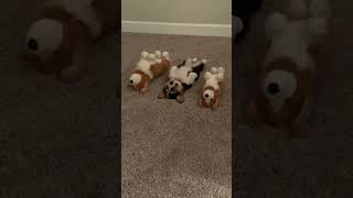 Dog copies his toys 🤣 🎥 Collab [upl. by Atsuj475]