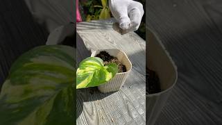 AMAZING POTHOS PLANT [upl. by Nnylyram]