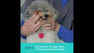 How to Brush Your Dogs Teeth  Small Dog Demo [upl. by Maag]