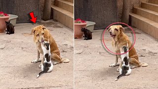 Shelter Staff Catches Cats Giving Massages To Blind Dog Who Needs Them The Most [upl. by Ferino141]