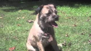 Border Terrier Selky [upl. by Bega]