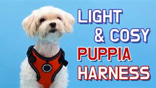 PUPPIA How to put on a Harness  F Style [upl. by Hera]