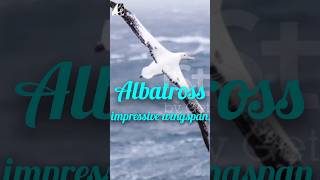 Albatross impressive wingspanpukhtanaRelaxingworldsurvivingvlogsbirds birdspecies [upl. by Lednem]