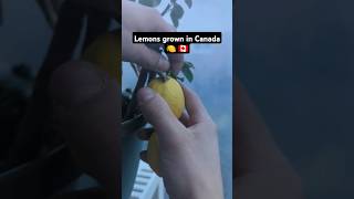 Lemons Grown In Canada canada lemon fruit garden tropical lifehack snacks nature tree diy [upl. by Ynej]