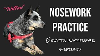 Canine nosework practice with Willow [upl. by Aleciram]