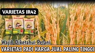 VARIETAS PADI UNGGULAN IR 42  Padi Dengan Harga Jual Paling Mahal Tahun 2022 [upl. by Astor550]