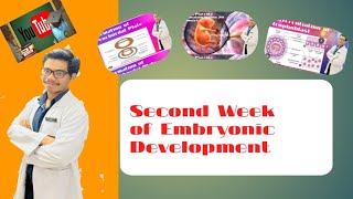 Second Week Of Embryonic Development  Events Occurring In This Period [upl. by Gnem395]