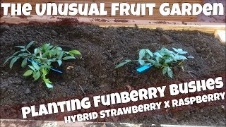 Planting Funberry Bushes  Hybrid Strawberry x Raspberry  Funberry Plant Rubus illecebrosus [upl. by Ja933]