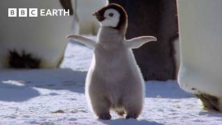 Best Penguin Moments  BBC Earth [upl. by Marlon496]