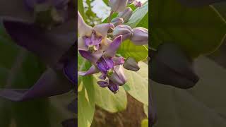 Calotropis procera Flowerplants Akand Tree [upl. by Atir494]