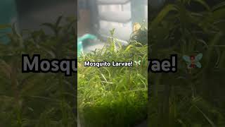 Mosquito Larvae in My Nano Tank fishtank nanotank aquascape mosquito [upl. by Alaric]