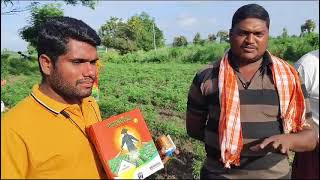 Indofil alecto and kubico on chilli crop telugu farmer rythubaata [upl. by Lachlan211]