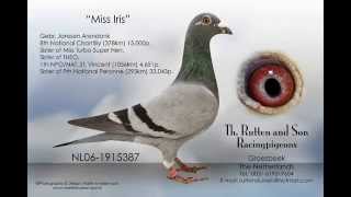 Janssen Pigeons Arendonk [upl. by Woolson165]