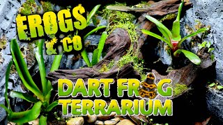 New Vivarium Build For Thumbnail Dart Frogs  Exo Terra Frogs amp Co Dart Frog Terrarium [upl. by Navac949]