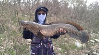 Fly Fishing  Snakehead On The Fly [upl. by Limoli]