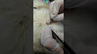 Huge Ingrown Hair Surprise [upl. by Jannery384]