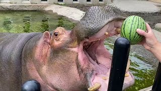 Hippos Devour Whole Watermelons in One Bite Compilation  Baby Hoppo Eat Watermelon [upl. by Neirb]