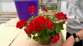 How to cut back pelargoniumsGeraniums [upl. by Konstanze]