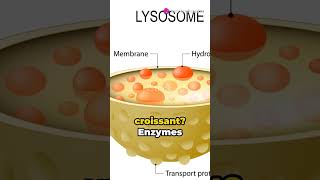 quotUnderstanding Digestion Carbohydrates Proteins and Lipidsquot youtubeshorts science [upl. by Stclair163]