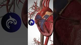 Heart Circulation  3D Animation heart heartbeat [upl. by Jaenicke]