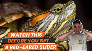 6 Things to Know BEFORE You Get a Red Eared Slider Turtle [upl. by Larochelle231]