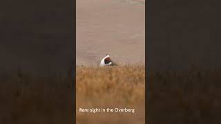 shorts Denhams Bustard displaying wildlife birdsinging [upl. by Horowitz]