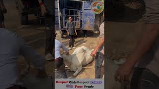 हम हार गये।🥺इस गाय की रक्षा तो भगवान ही कर सकते हैं apsgurjar help viral gwalior [upl. by Atima]