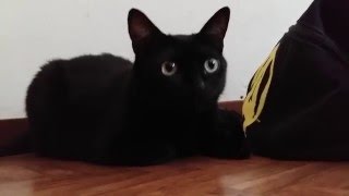 My cats funny meowing when seeing a fly [upl. by Leirud]