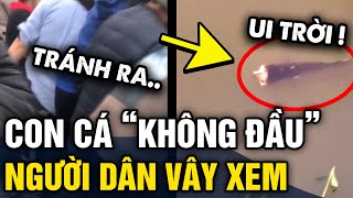 Xuất hiện CÁ KHÔNG ĐẦU sống trong đình Tam Lư khiến người dân HIẾU KỲ VÂY XEM  Tin 3 Phút [upl. by Annayak637]