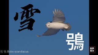 雪鴞 Bubo scandiacus [upl. by Elsey]