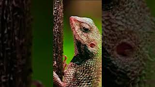 Squamata Wild Life DOCUMENTARY [upl. by Dorene891]