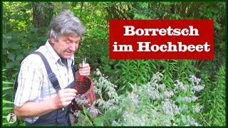 Borretsch im Hochbeet  Permakultur [upl. by Nylzzaj]