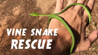 Moving a Vine Snake off the road [upl. by Eiruam418]