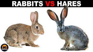 What is the Difference Between Rabbits and Hares [upl. by Ynohtnaeoj]