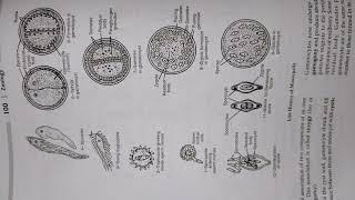 Lifecycle of Monocystis  BSc  MSc  Other competitive exams  Msc entrance Book [upl. by Garbe]