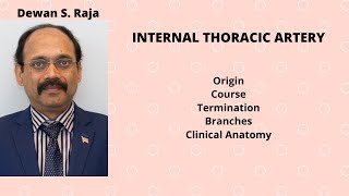 INTERNAL THORACIC ARTERY [upl. by Nylzzaj]