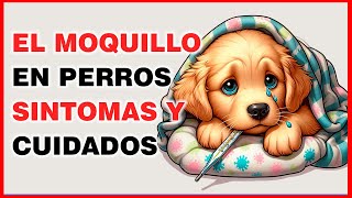 MOQUILLO EN PERROS CUALES SON SUS SÍNTOMAS Y CUIDADOS [upl. by Ardnaid877]