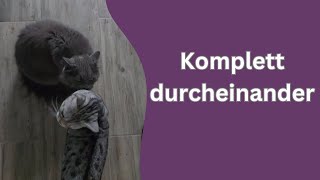 Was die Katzen hier so machen [upl. by Fineberg]