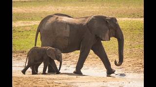 Family of African elephants crosses shallow river [upl. by Engvall]