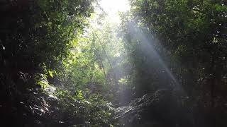 The Tyndall Effect through the forest canopy  part1 [upl. by Gretna]