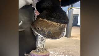 Horse Hoof RESTORATION [upl. by Leen935]