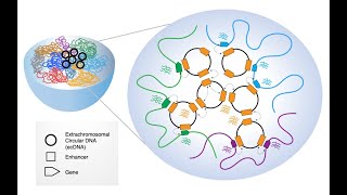 Extrachromosomal DNA The New Frontier in Cancer Research [upl. by Ainna]