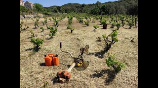 Košnja trave trimerom u vinogradu [upl. by Atiuqcaj]