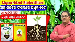 Mycorrhizal Biofertilizer ଅଳ୍ପ ଖର୍ଚ୍ଚରେ ଫସଲ ରେ ଅଧିକ ଚେର [upl. by Melliw]