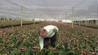 Caring For Anthuriums [upl. by Powers]