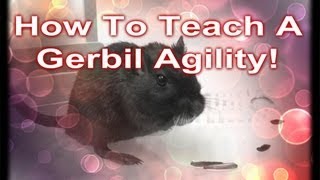 How To Teach A Gerbil Agility [upl. by Ria]