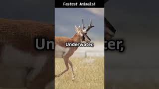 Top 10 Fastest Animals in the World [upl. by Torto]