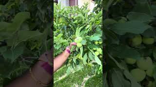 Apple tree myhome viral trending youtubeshorts apple tree home garden canada telugu khaju [upl. by Akiner]